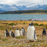 Patagónia Argentina e Chilena