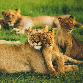 Quénia: Safari & Mombasa