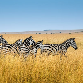 Quénia & Tanzânia Express